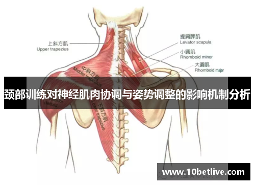 颈部训练对神经肌肉协调与姿势调整的影响机制分析